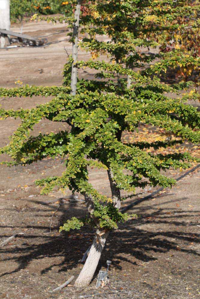              Habit (Riverside, CA)       